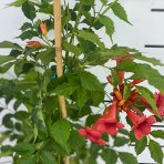 Trúbkovec koreňujúci (Campsis radicans) ´FLAMENCO´ výška: 100-130 cm, kont. C3L 